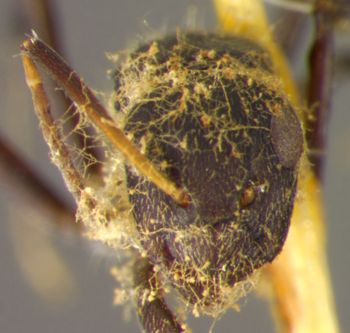 Media type: image; Entomology 21541   Aspect: head frontal view